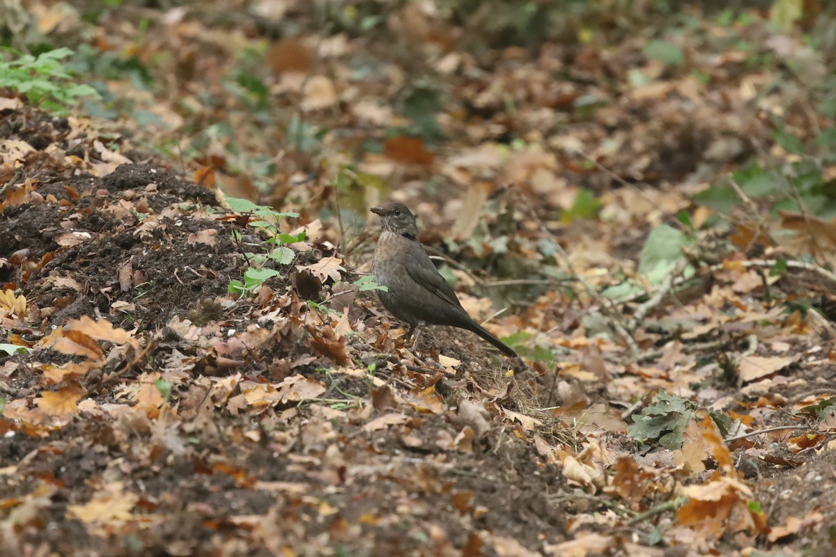 Eurasian Blackbird - ML643225735