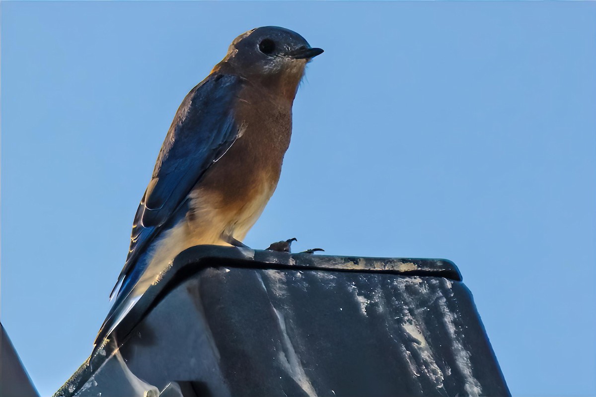 Eastern Bluebird - ML643225736