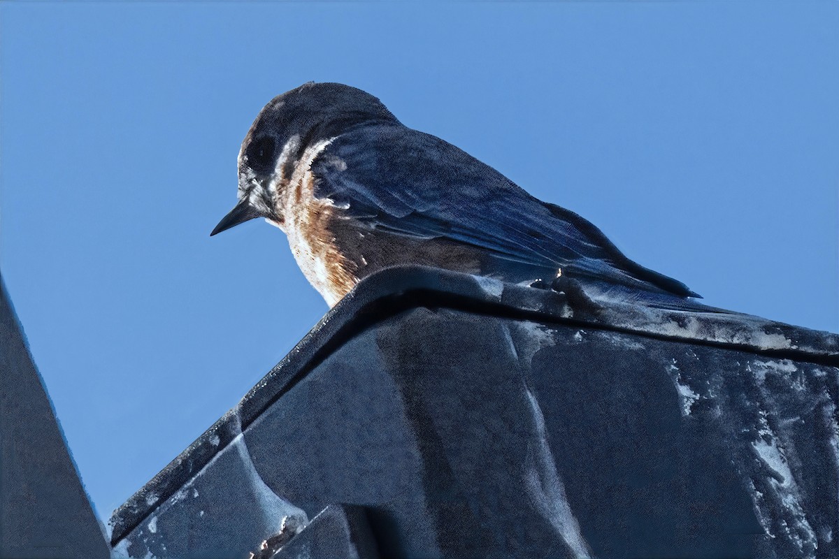 Eastern Bluebird - ML643225738