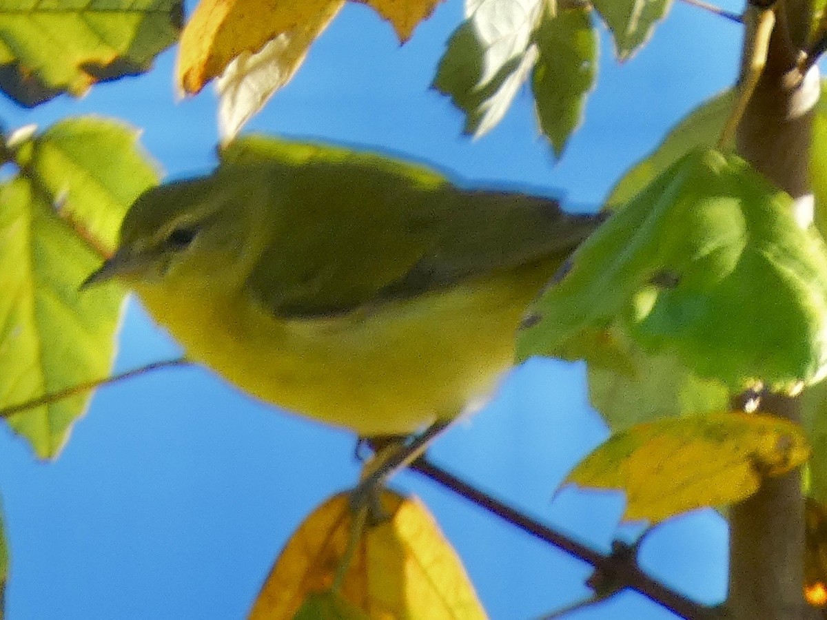 Tennessee Warbler - ML643225739