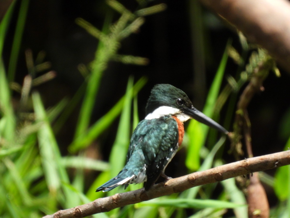 Green Kingfisher - ML643225741