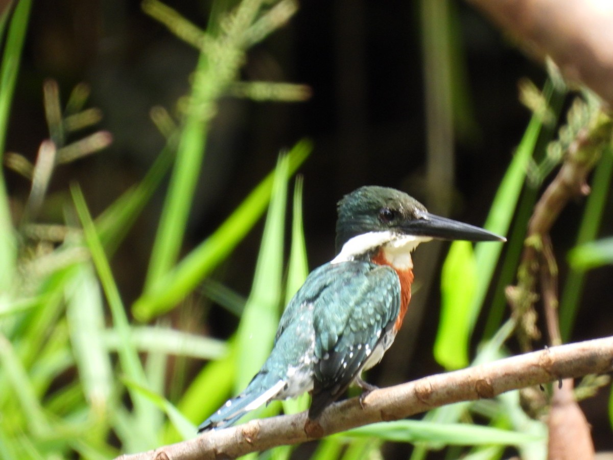 Green Kingfisher - ML643225742