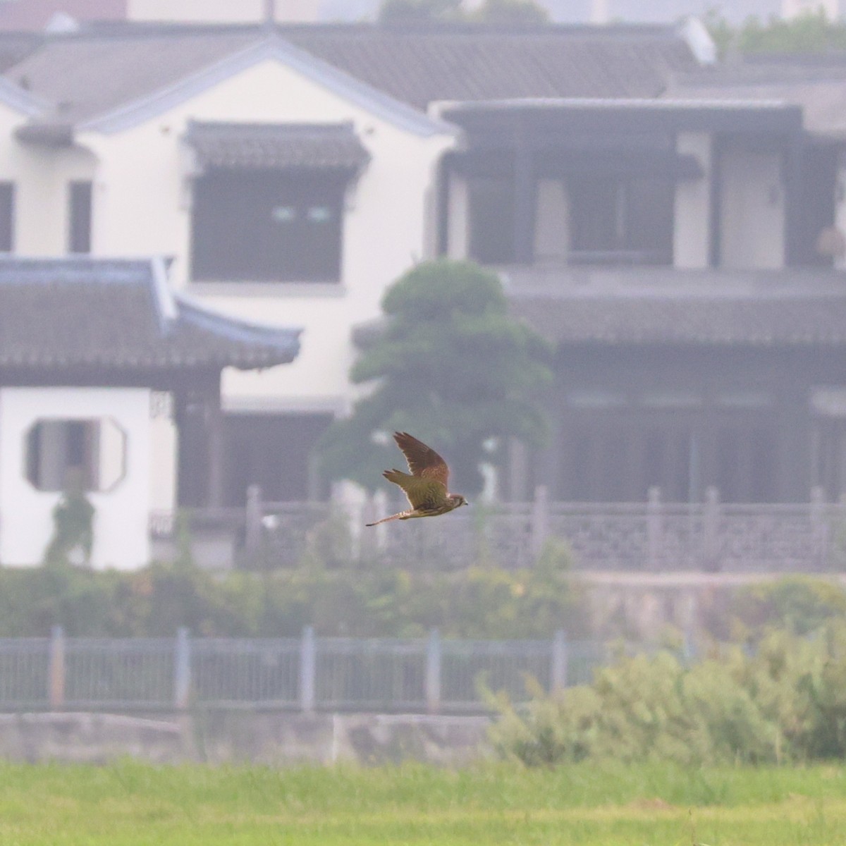 紅隼 - ML643225748