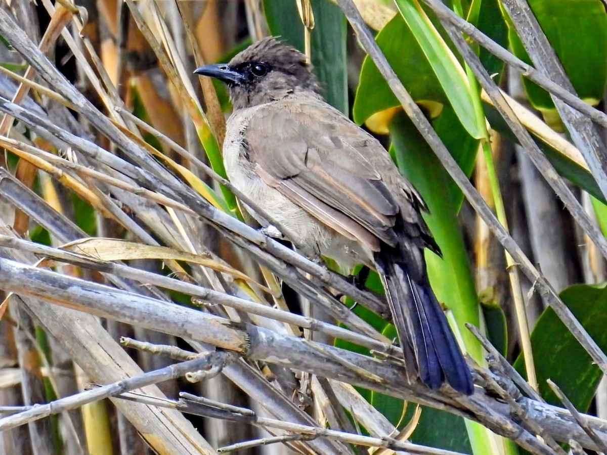 Common Bulbul - ML643225749
