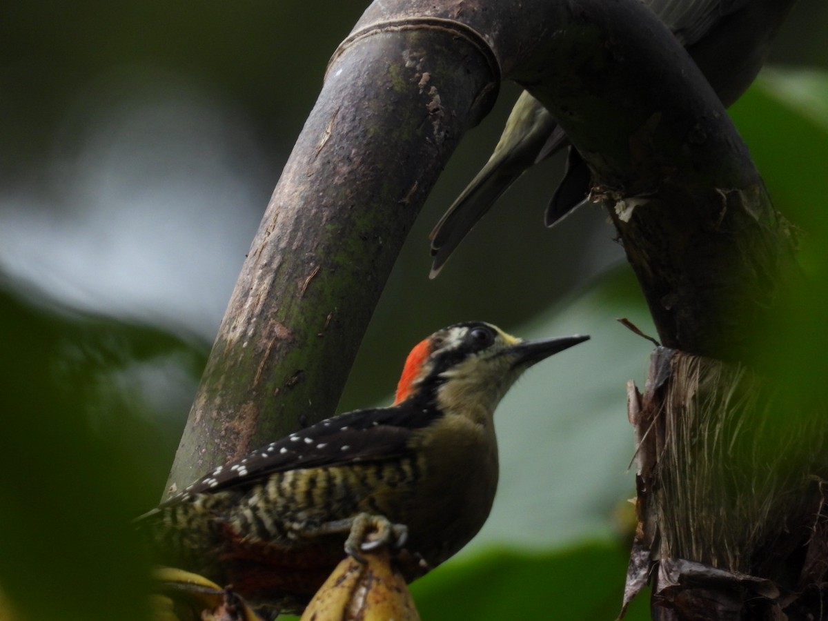 Black-cheeked Woodpecker - ML643225750