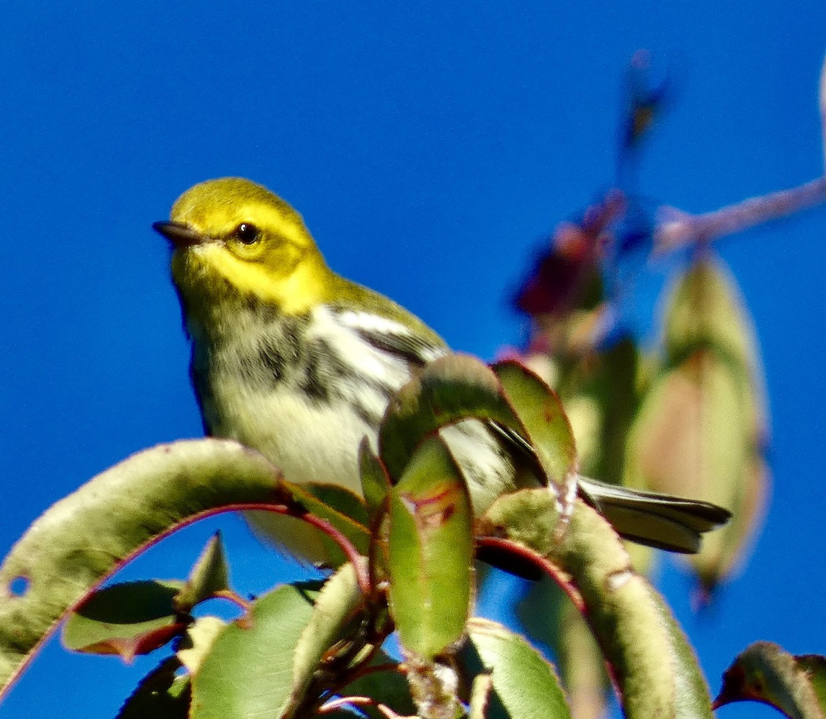 Black-throated Green Warbler - ML643225752