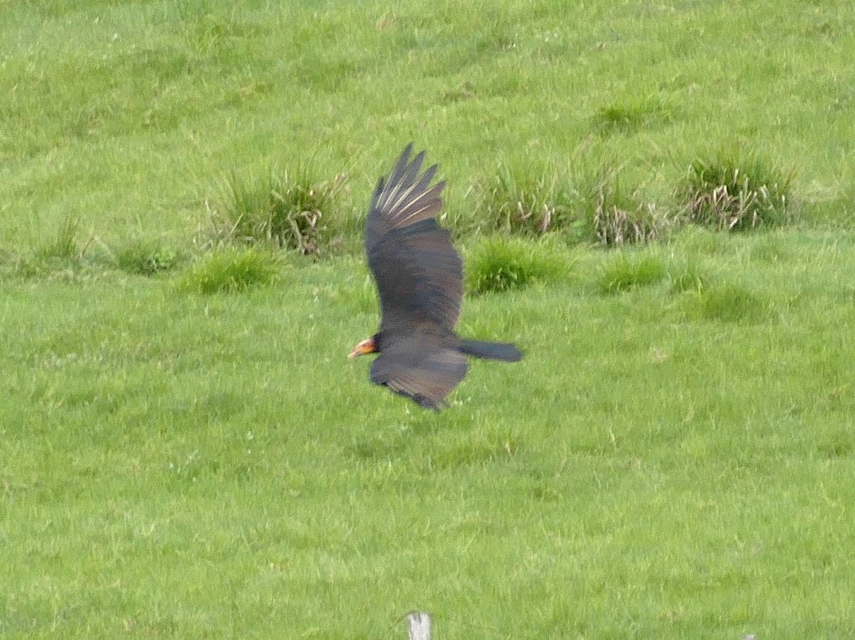 Lesser Yellow-headed Vulture - ML643225755