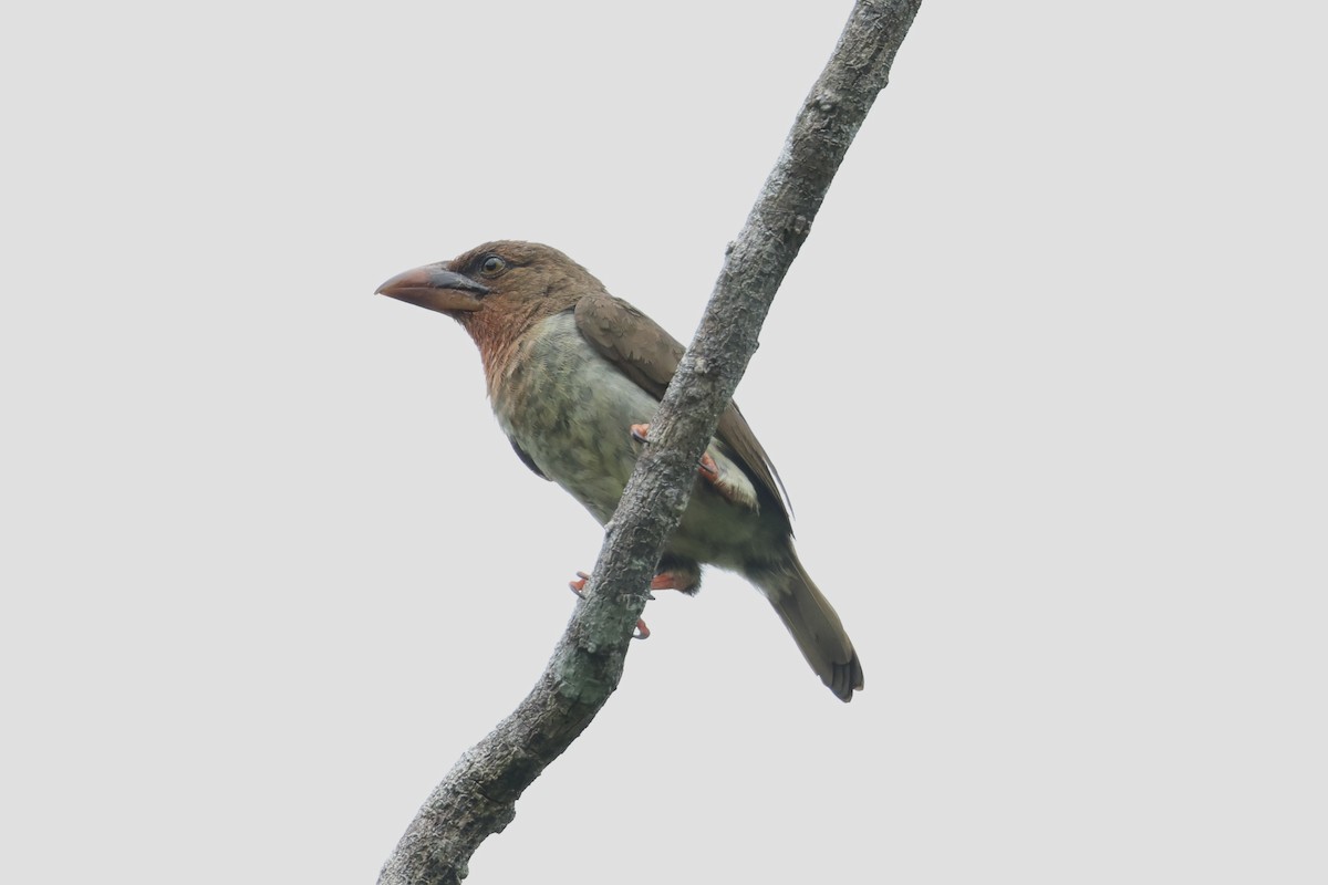 Brown Barbet - ML643225756