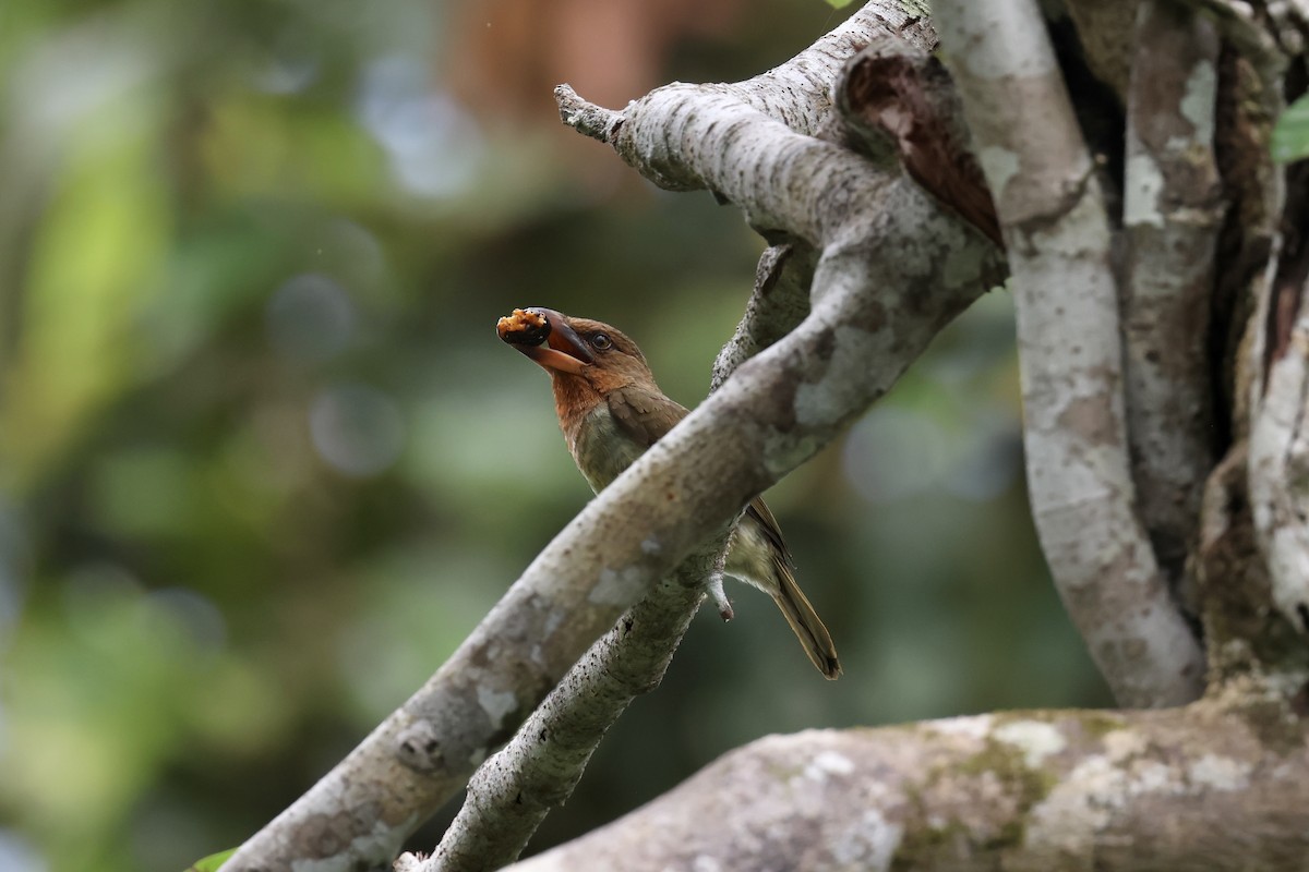 Brown Barbet - ML643225757