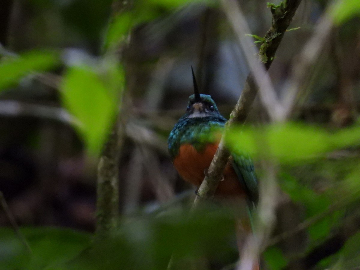 Rufous-tailed Jacamar - ML643225759