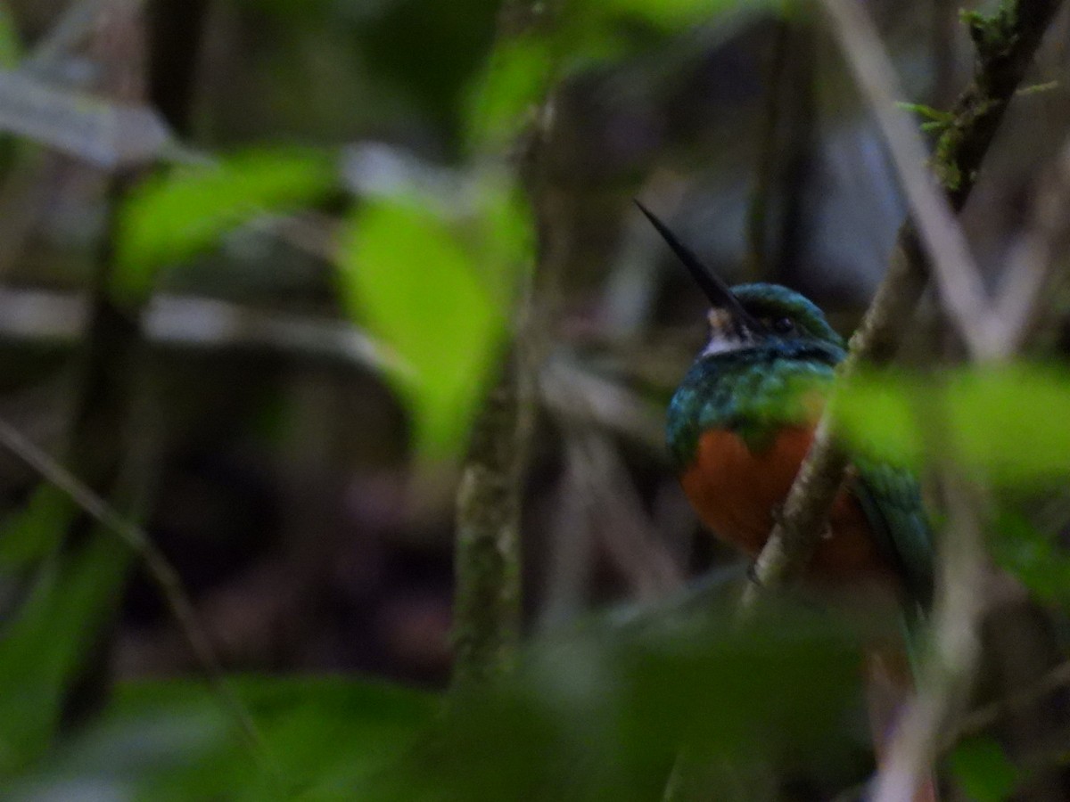 Rufous-tailed Jacamar - ML643225760