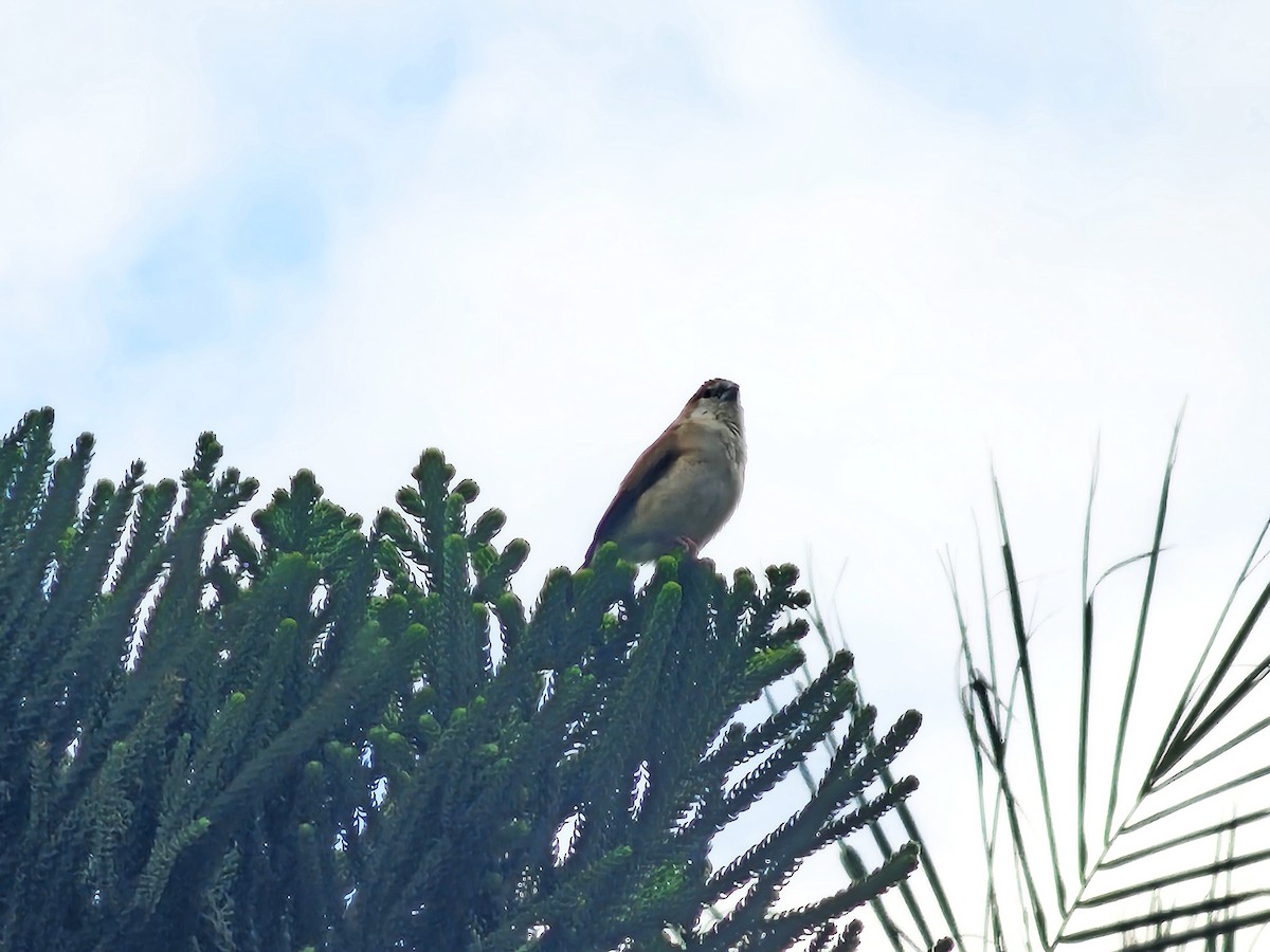 Indian Silverbill - ML643225766