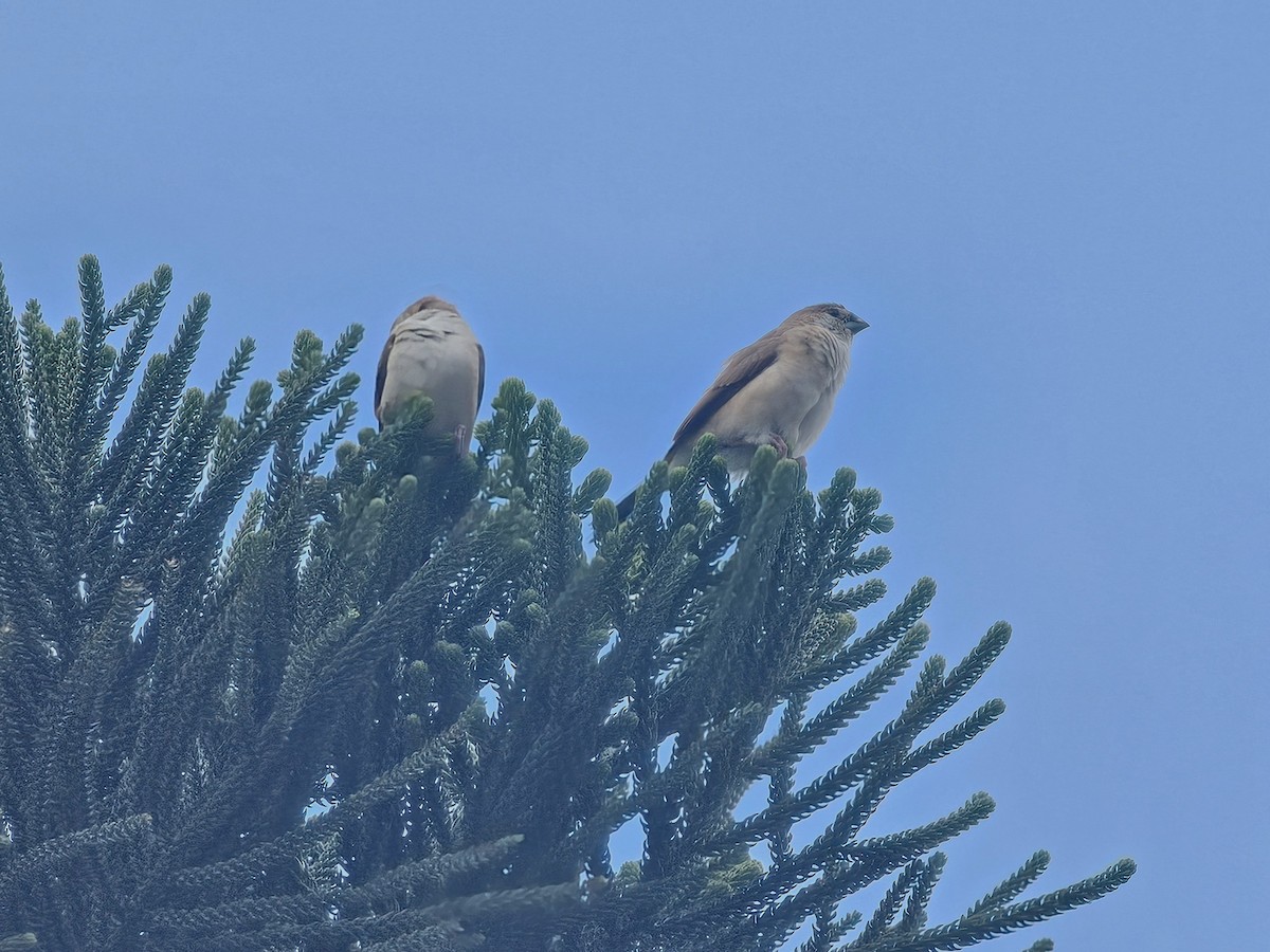 Indian Silverbill - ML643225767