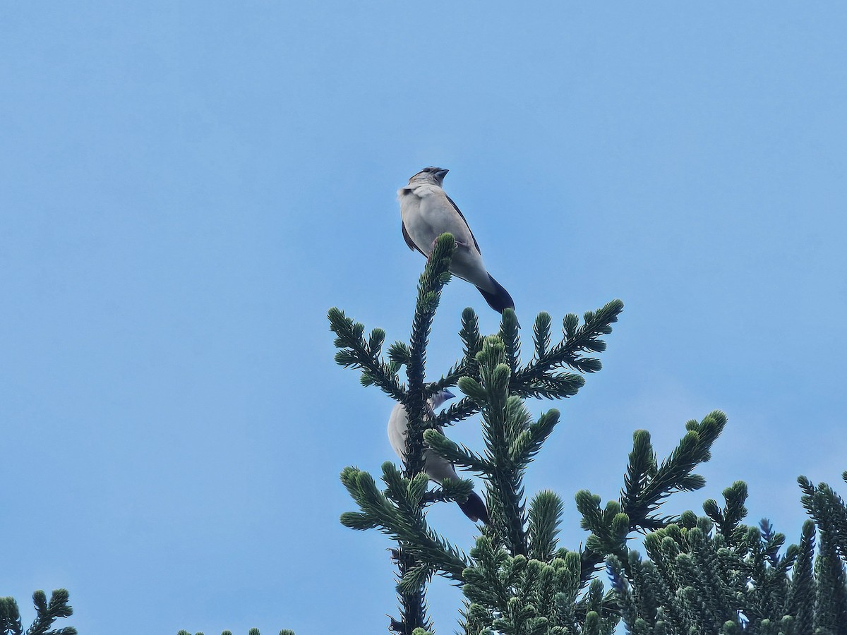 Indian Silverbill - ML643225770
