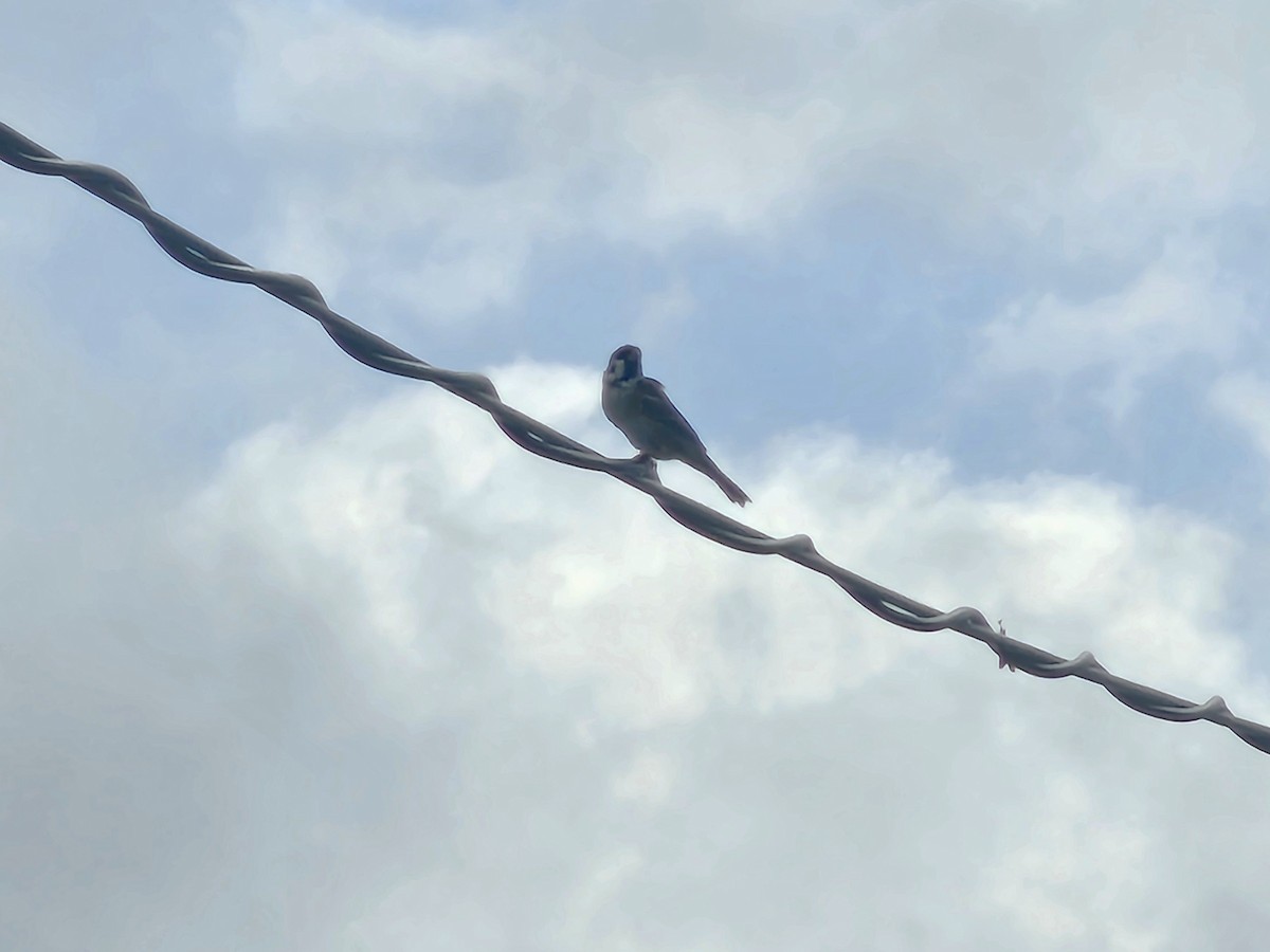 Eurasian Tree Sparrow - ML643225780