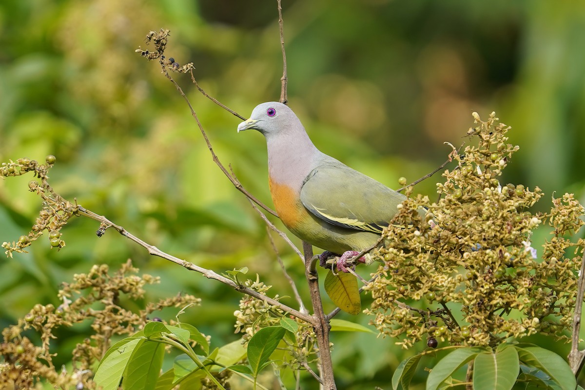 Pink-necked Green-Pigeon - ML643225785
