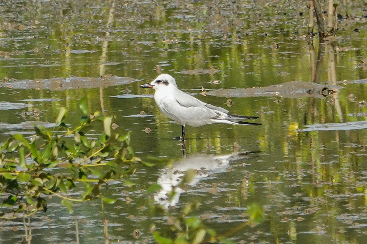 Gull-billed Tern - ML643225786