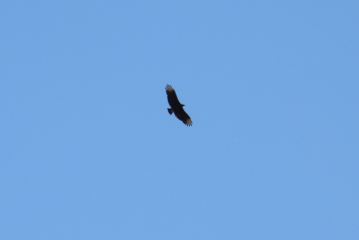 Black Vulture - ML643225787