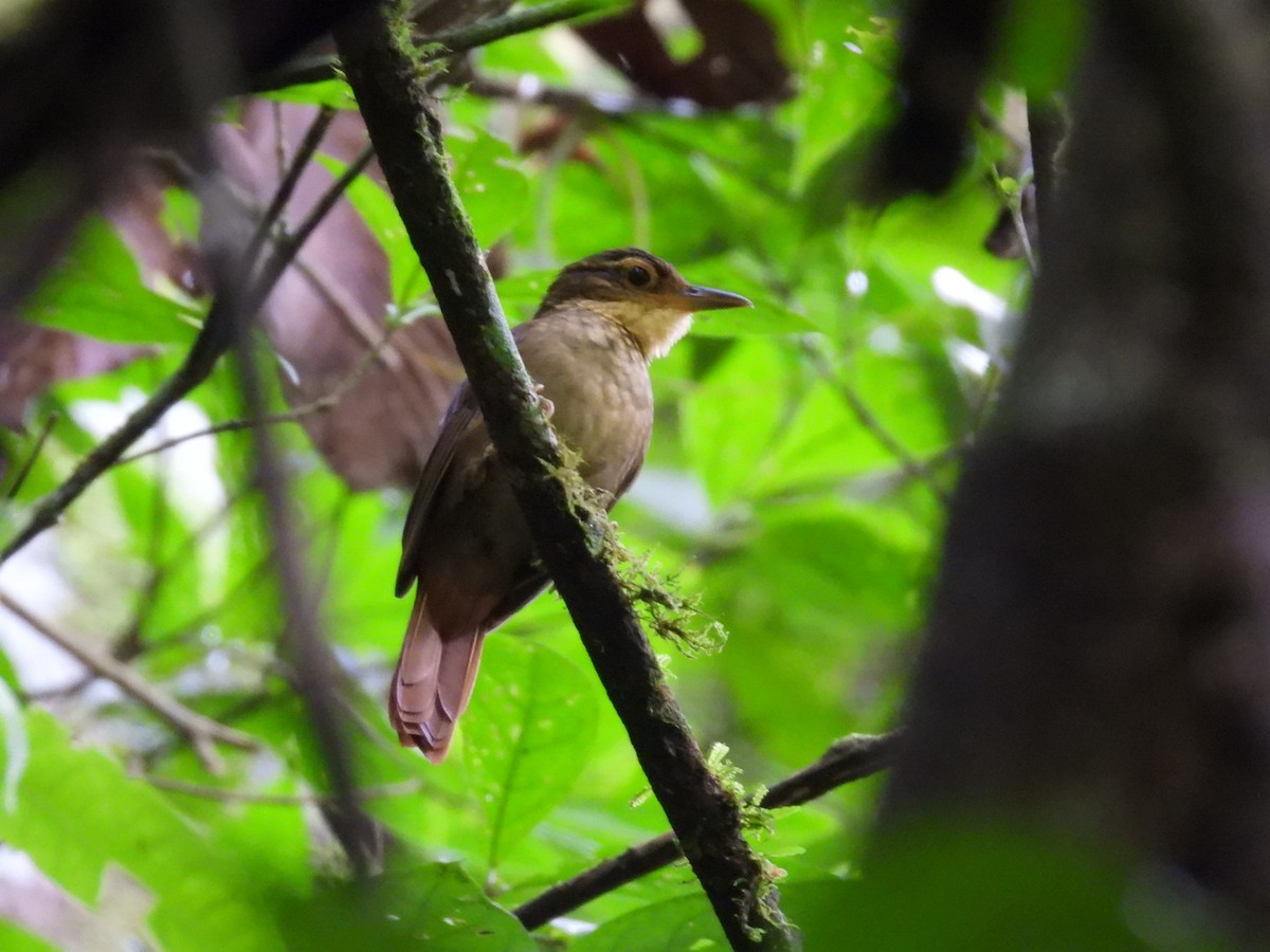Fawn-throated Foliage-gleaner - ML643225788