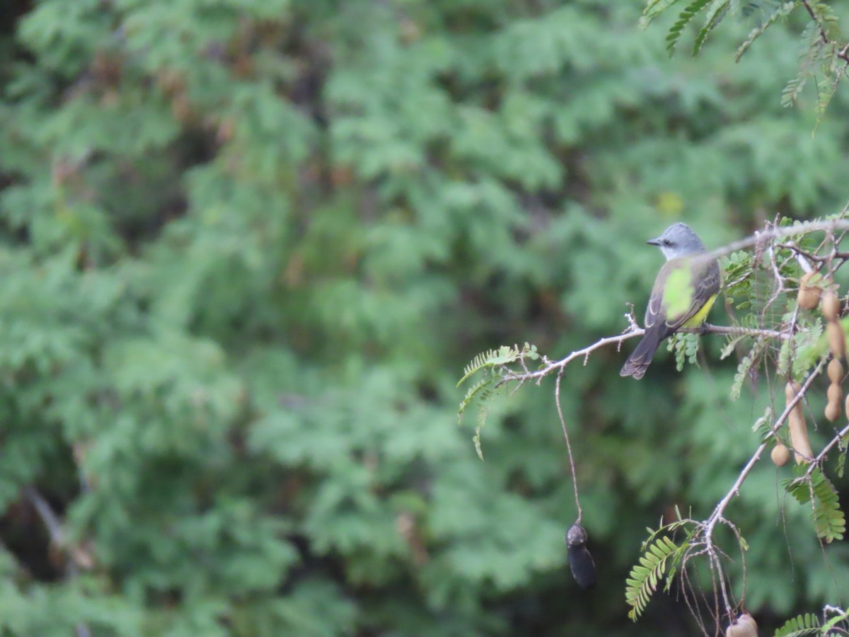 Tropical Kingbird - ML643225792