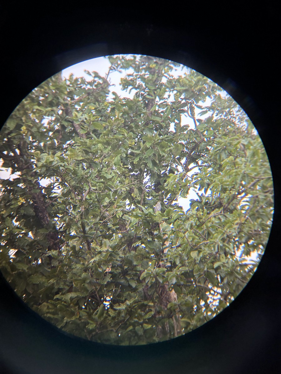 Indian Cuckooshrike - ML643225793