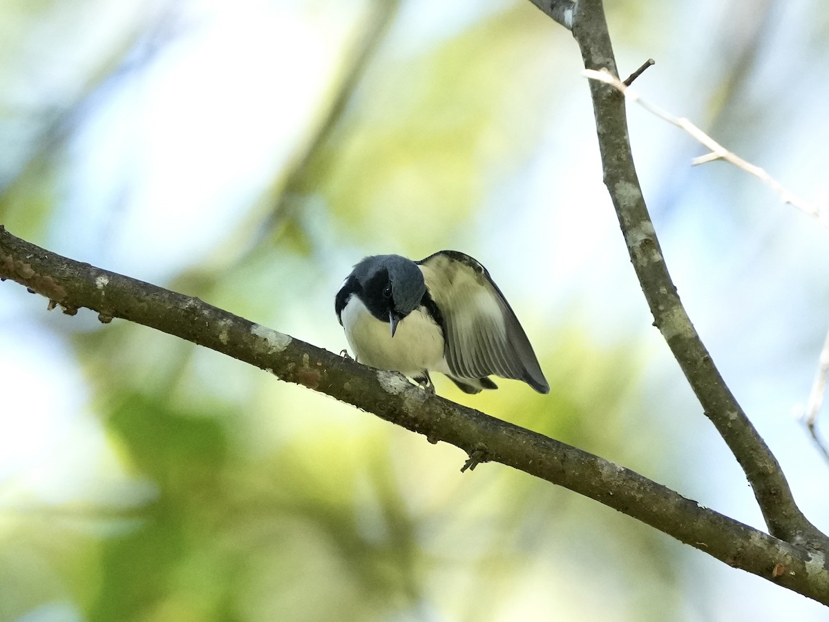 Black-throated Blue Warbler - ML643225796