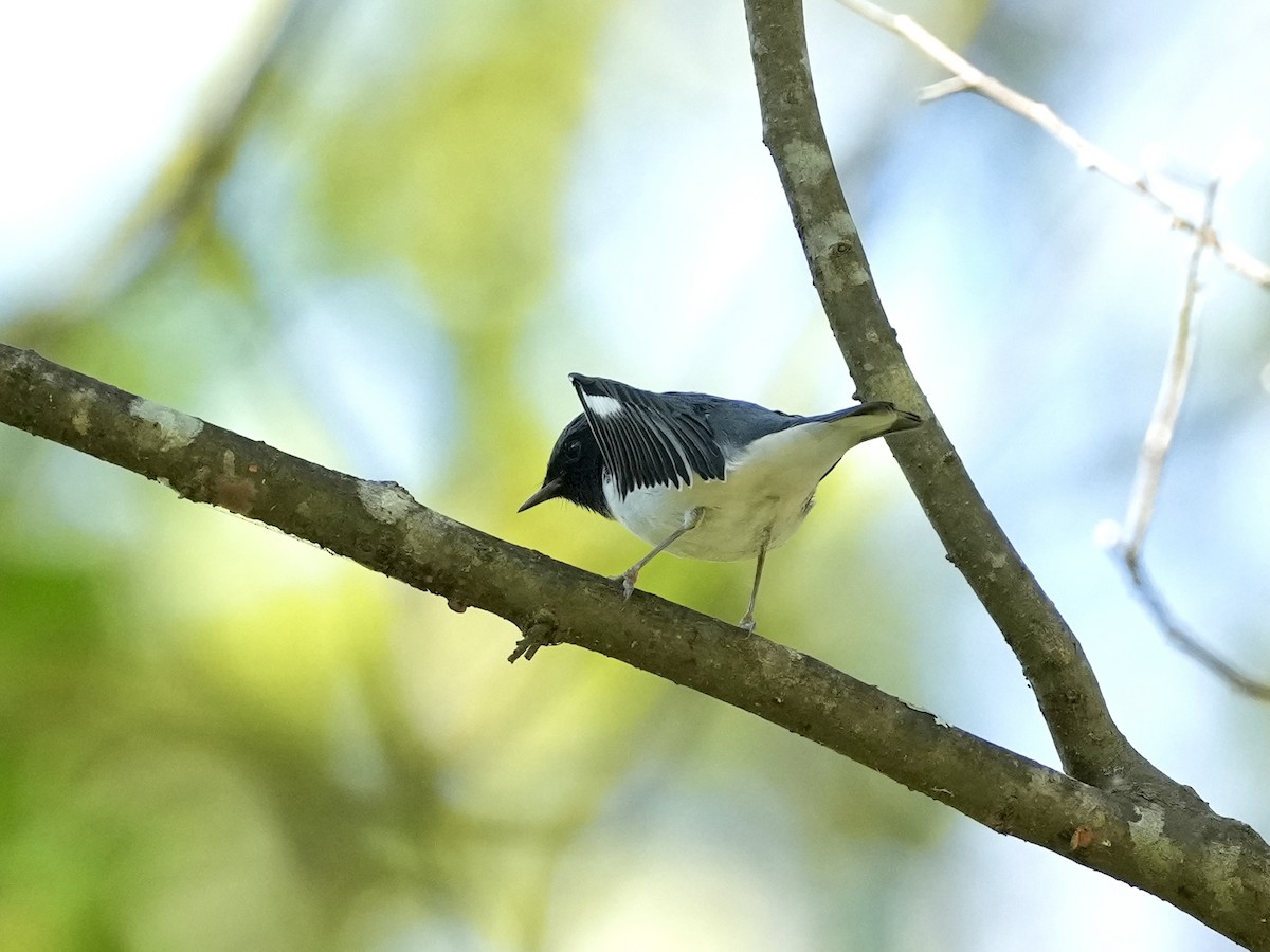 Black-throated Blue Warbler - ML643225797