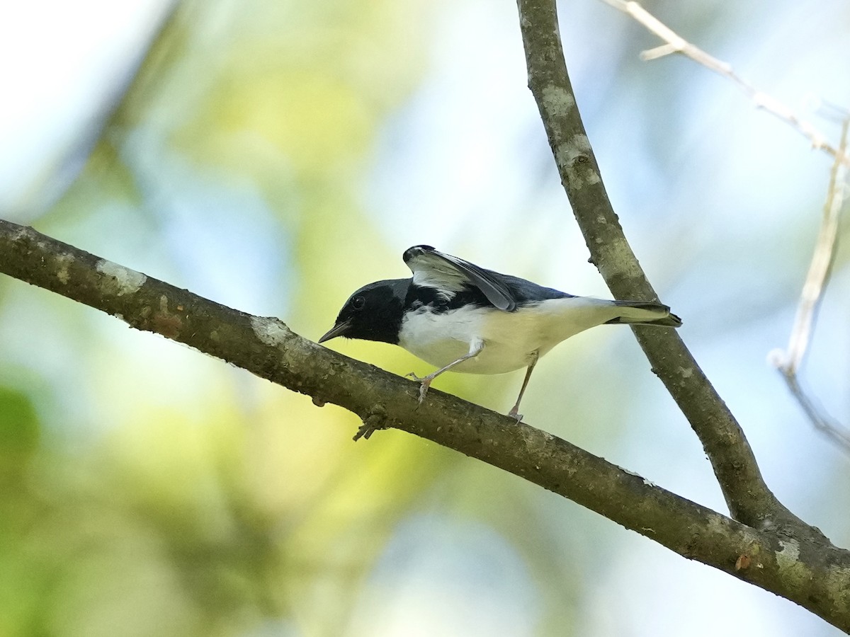 Black-throated Blue Warbler - ML643225798