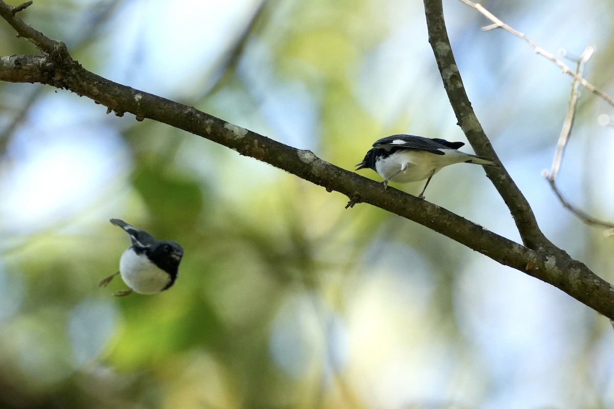 Black-throated Blue Warbler - ML643225799