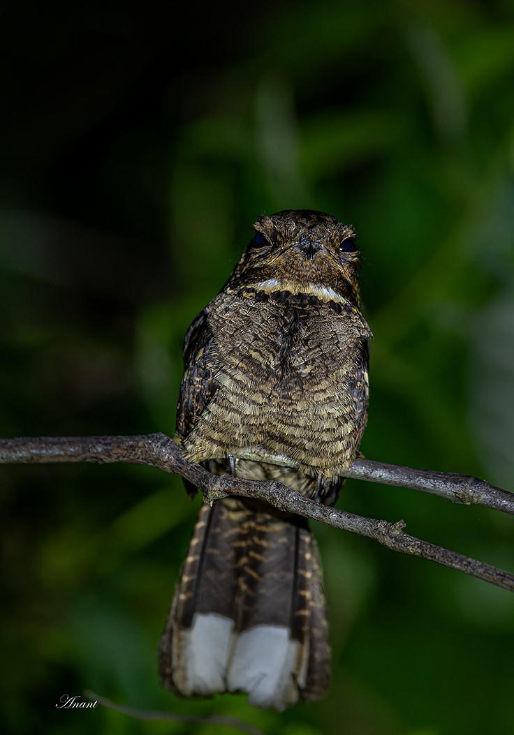 Andaman Nightjar - ML643225800