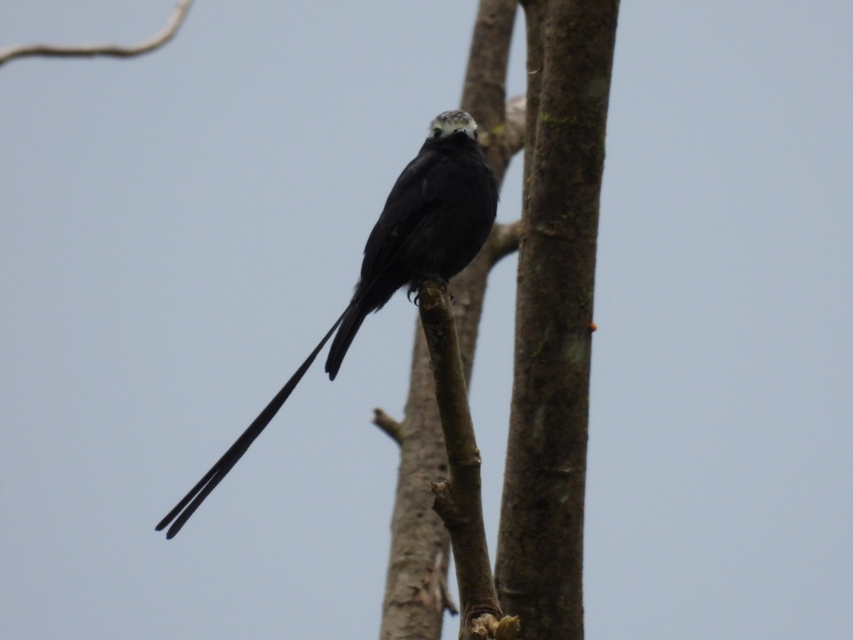 Long-tailed Tyrant - ML643225801