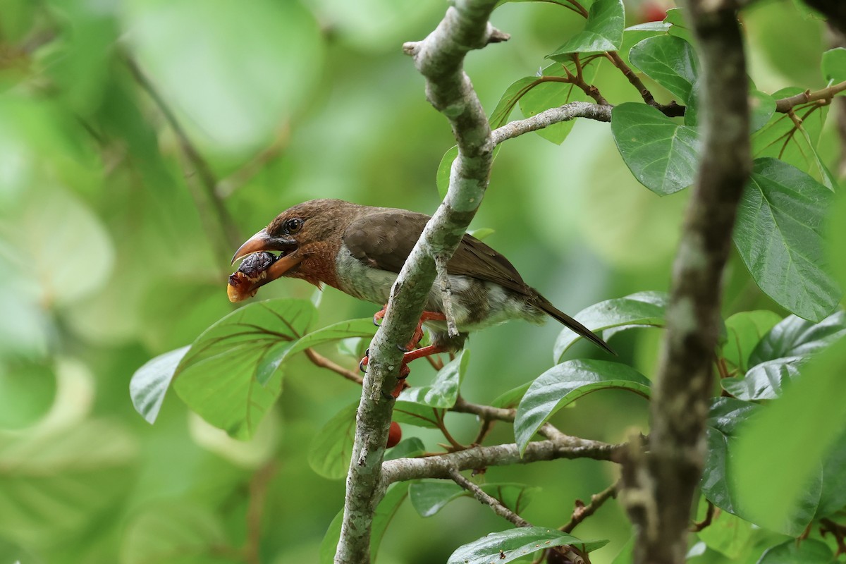 Brown Barbet - ML643225802