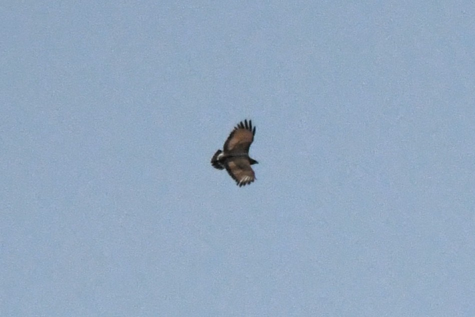 Savanna Hawk - ML643225805