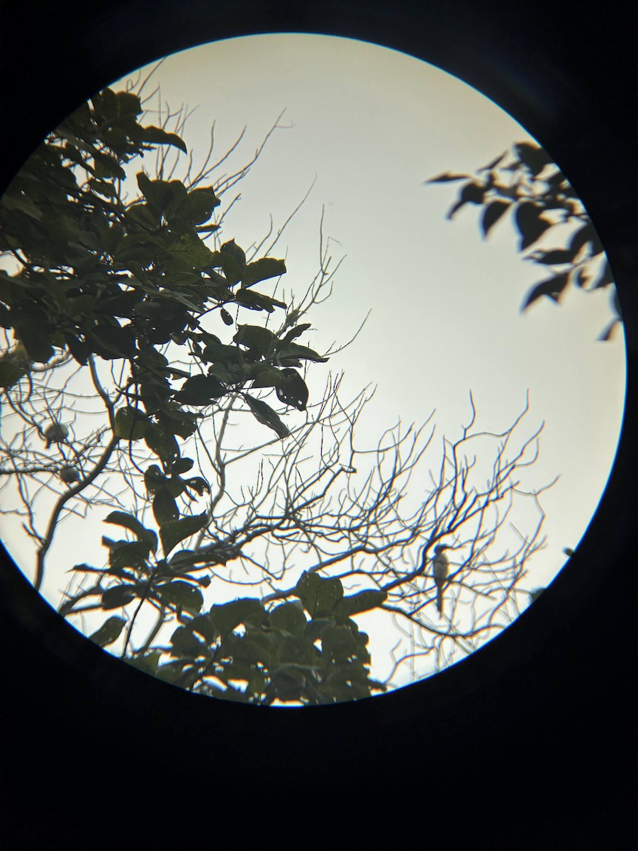 Indian Gray Hornbill - ML643225806
