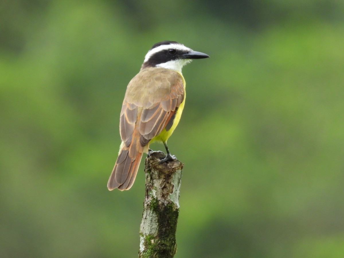 Great Kiskadee - ML643225808