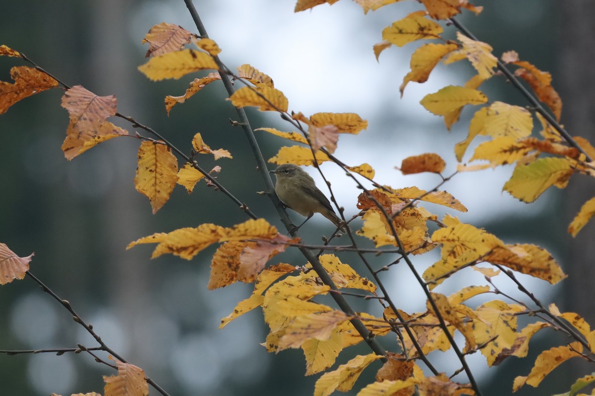 Common Chiffchaff - ML643225810