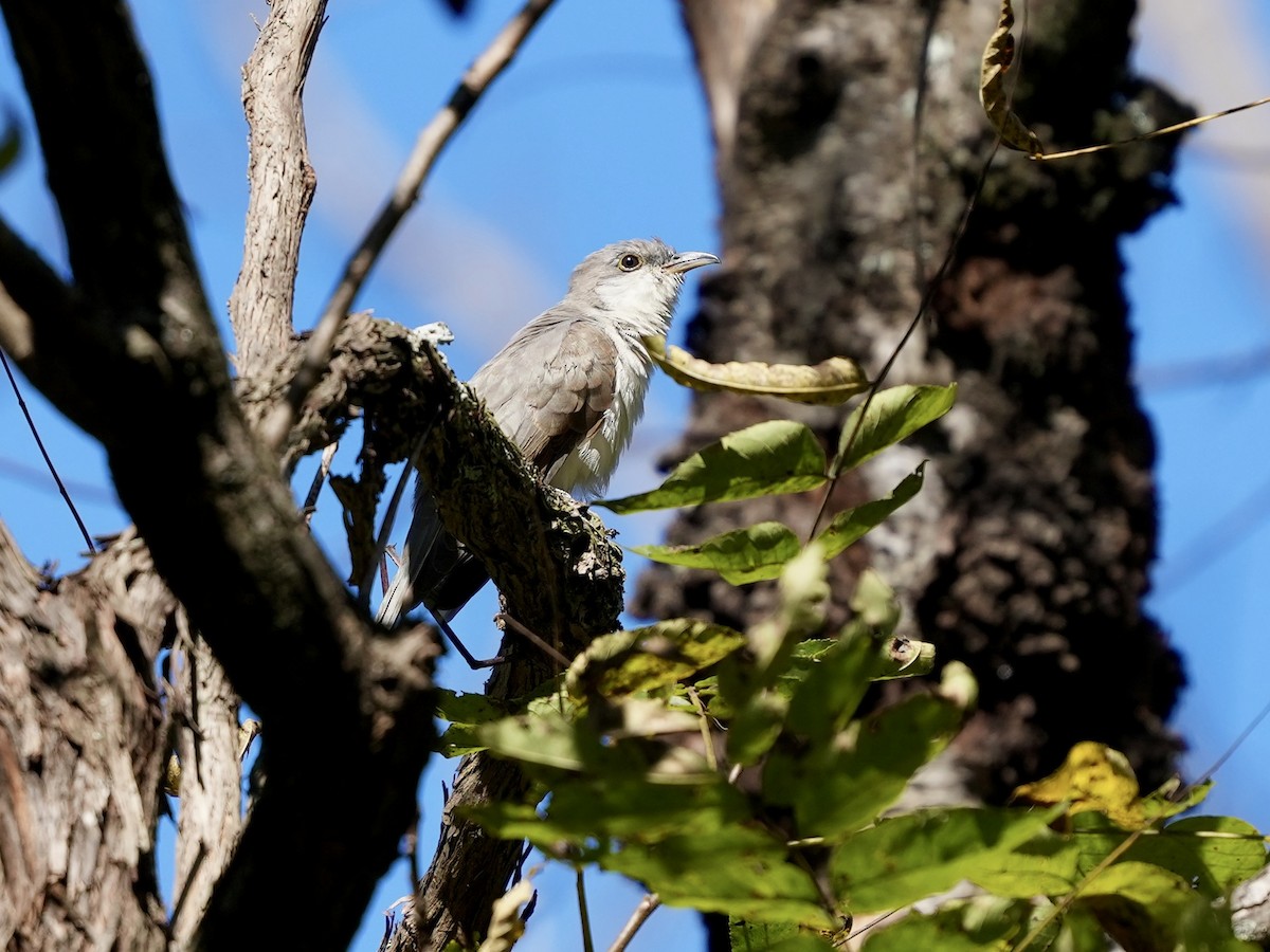 Yellow-billed Cuckoo - ML643225811