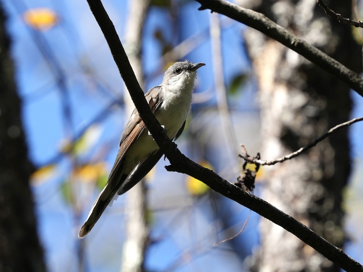 Yellow-billed Cuckoo - ML643225812