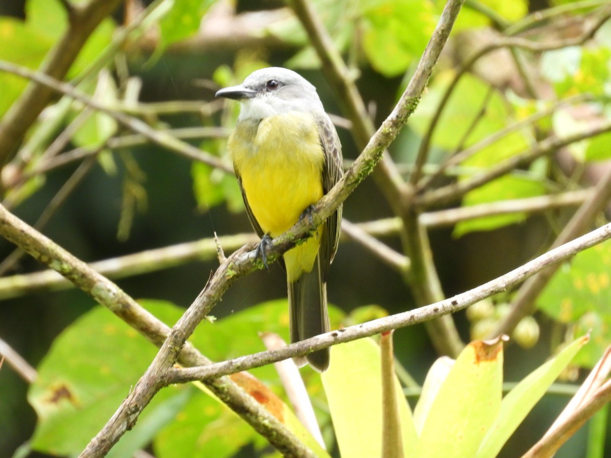 Tropical Kingbird - ML643225813