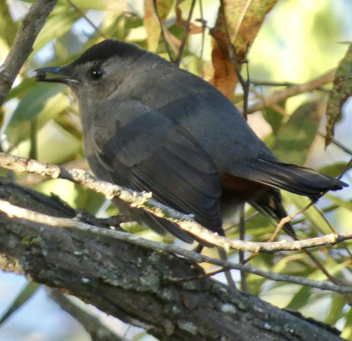 Gray Catbird - ML643225814