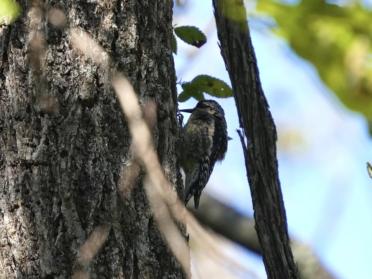 Yellow-bellied Sapsucker - ML643225817