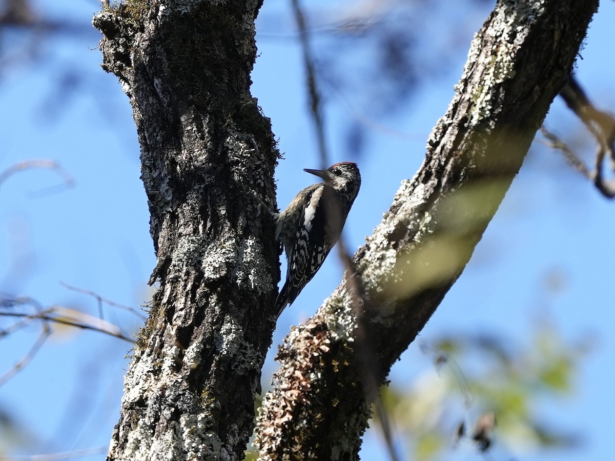 Yellow-bellied Sapsucker - ML643225818
