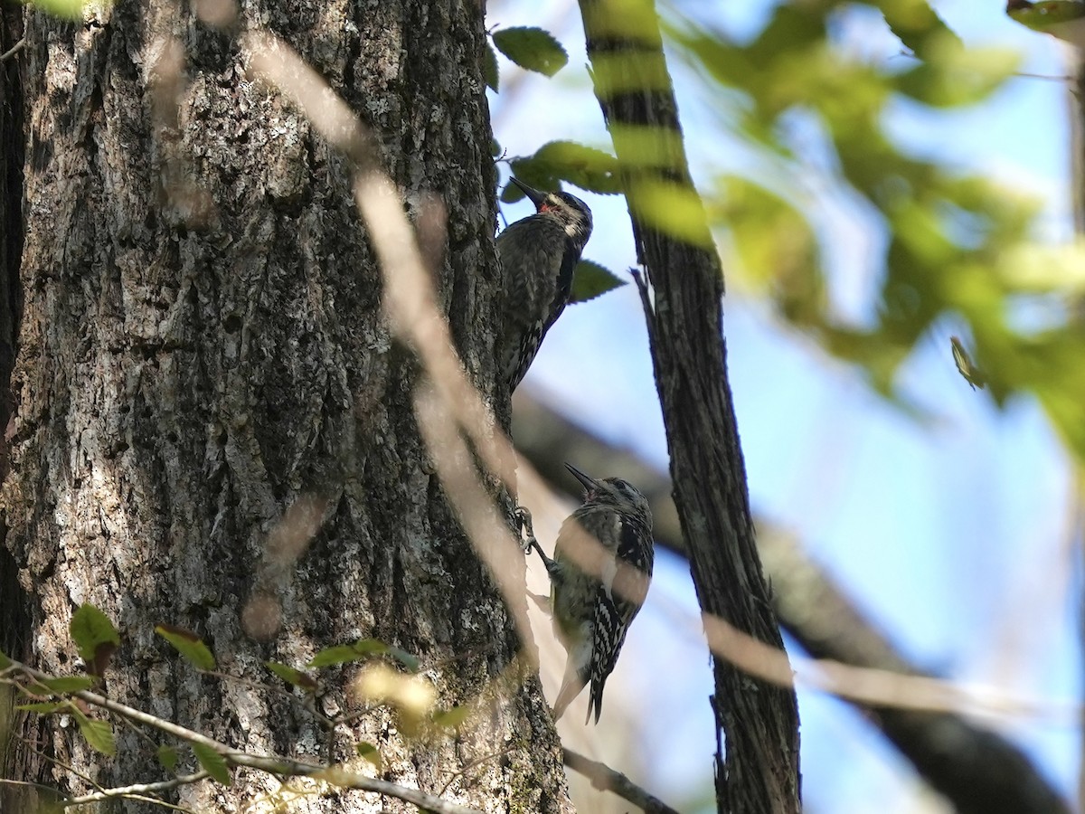 Yellow-bellied Sapsucker - ML643225819