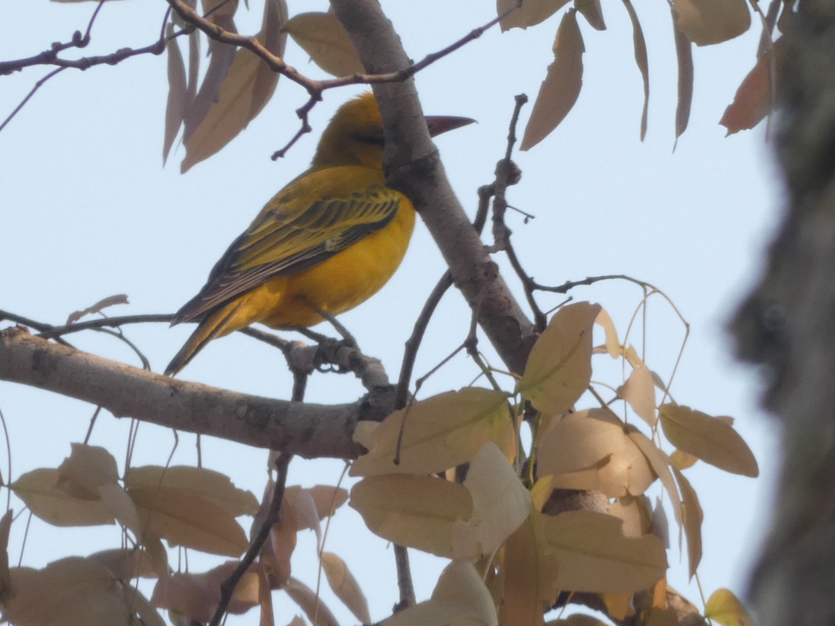 African Golden Oriole - ML643225820