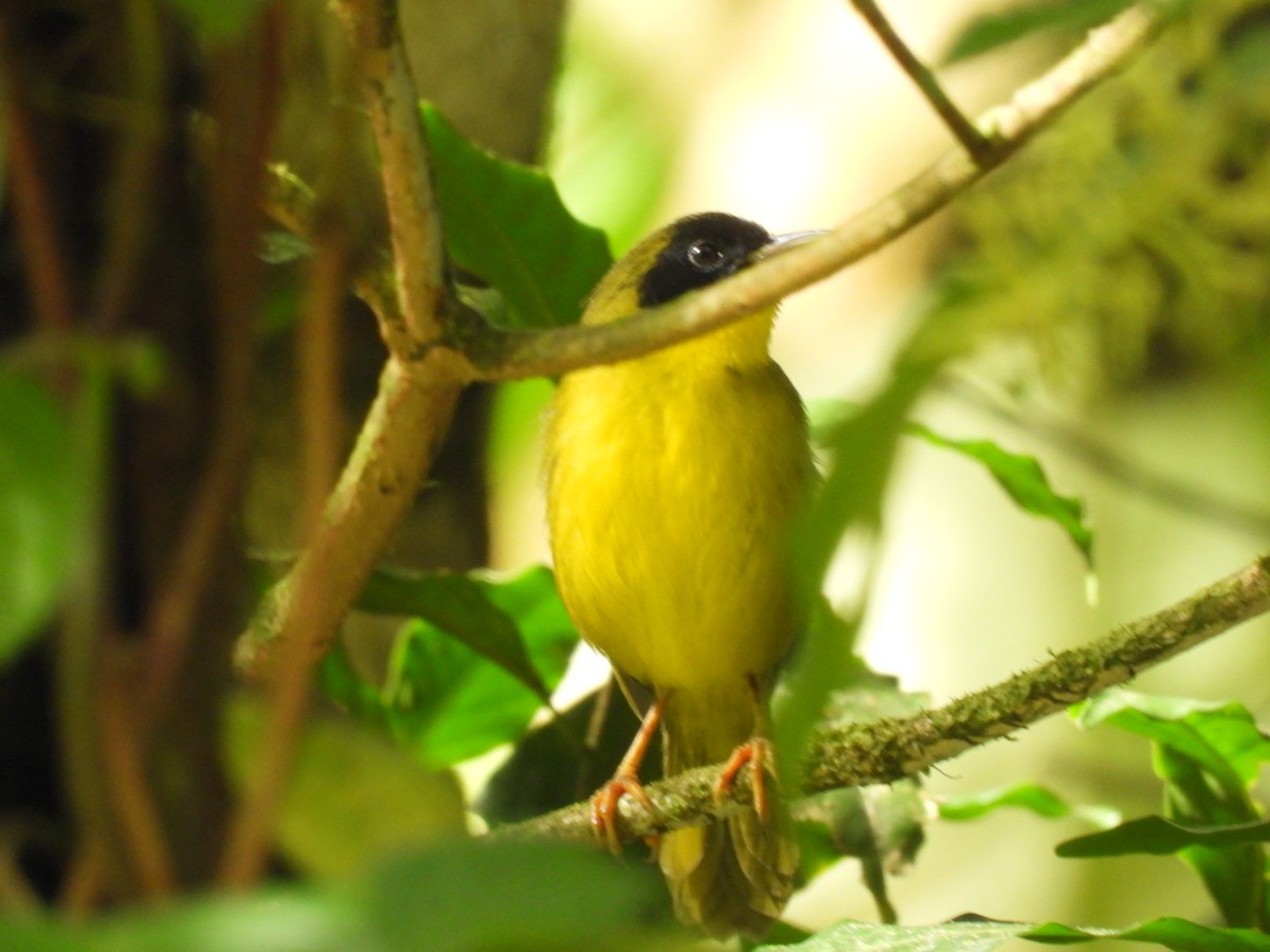 Olive-crowned Yellowthroat - ML643225821