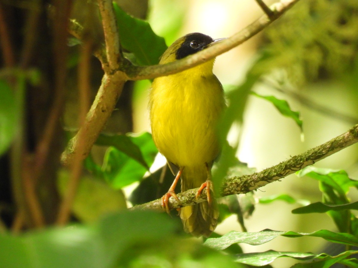 Olive-crowned Yellowthroat - ML643225822