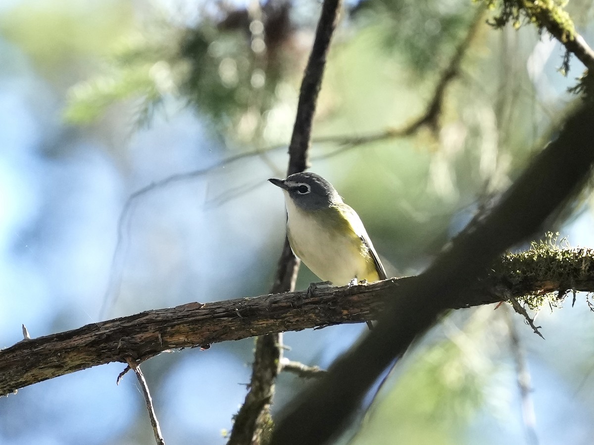 Blue-headed Vireo - ML643225826