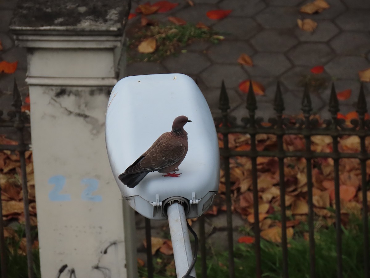 Picazuro Pigeon - ML643225829