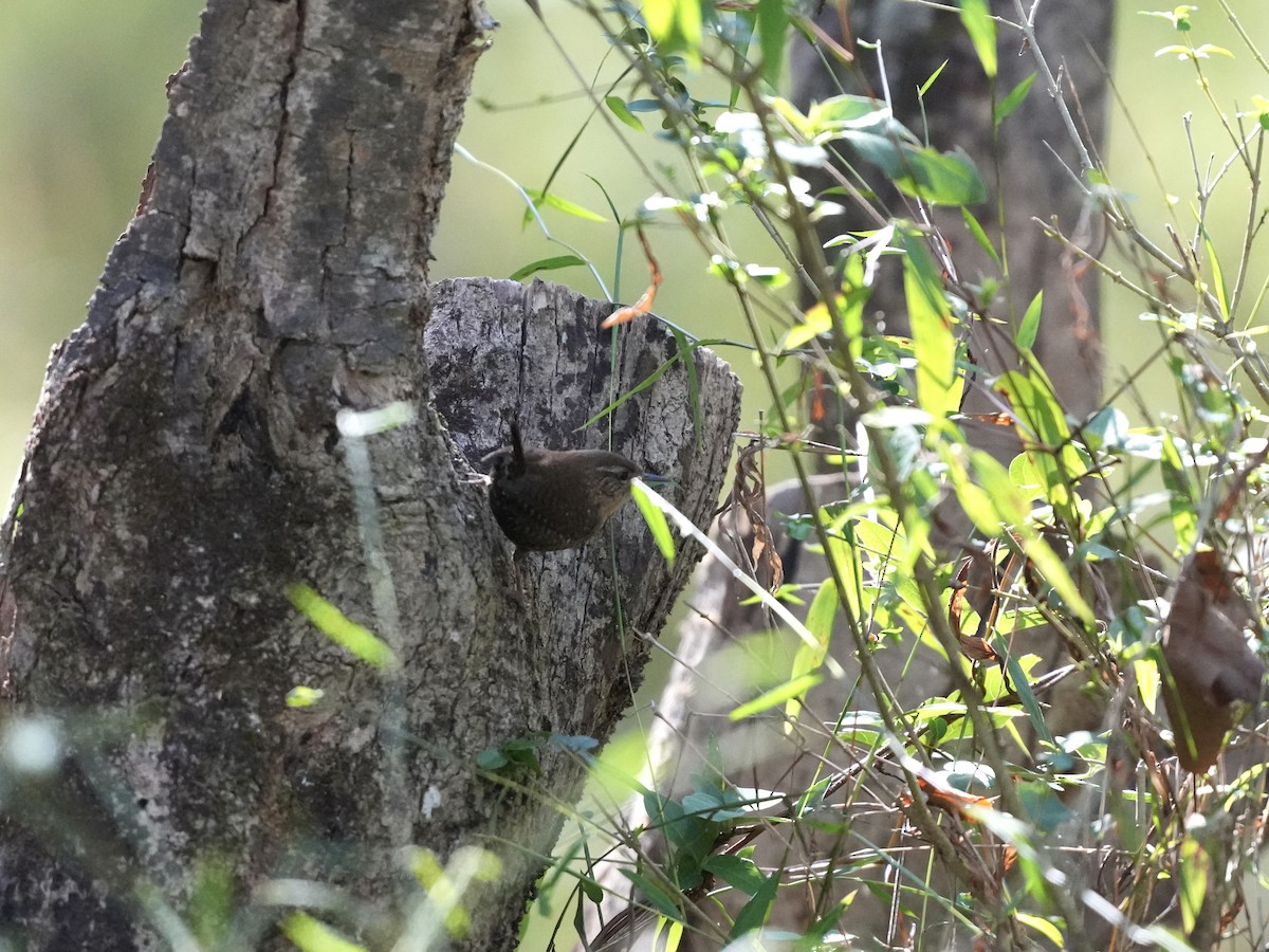 Winter Wren - ML643225835