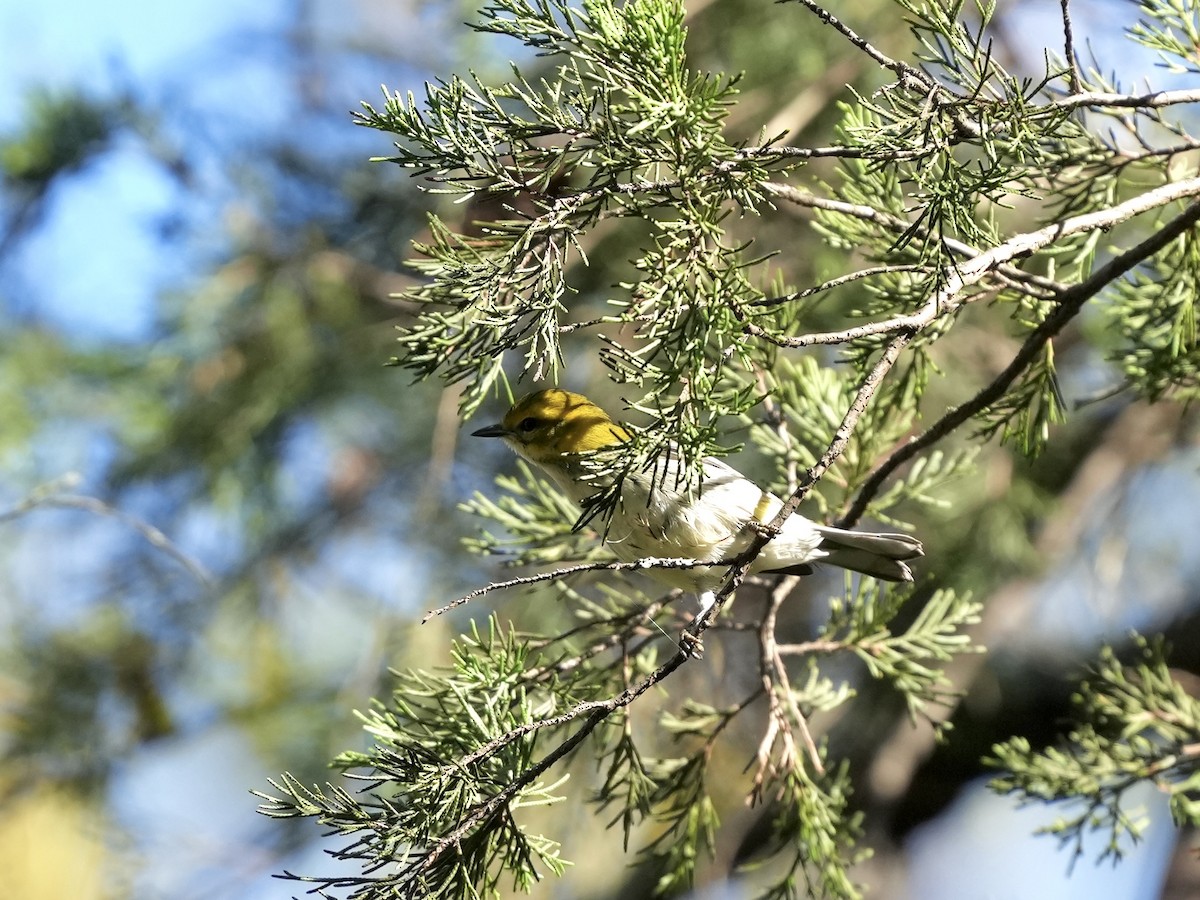Black-throated Green Warbler - ML643225850
